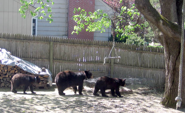 3_little_bears