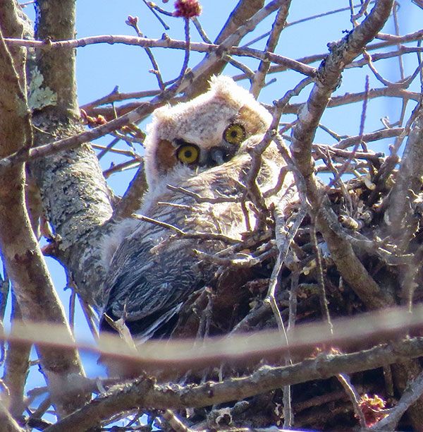 great-horned-baby-600