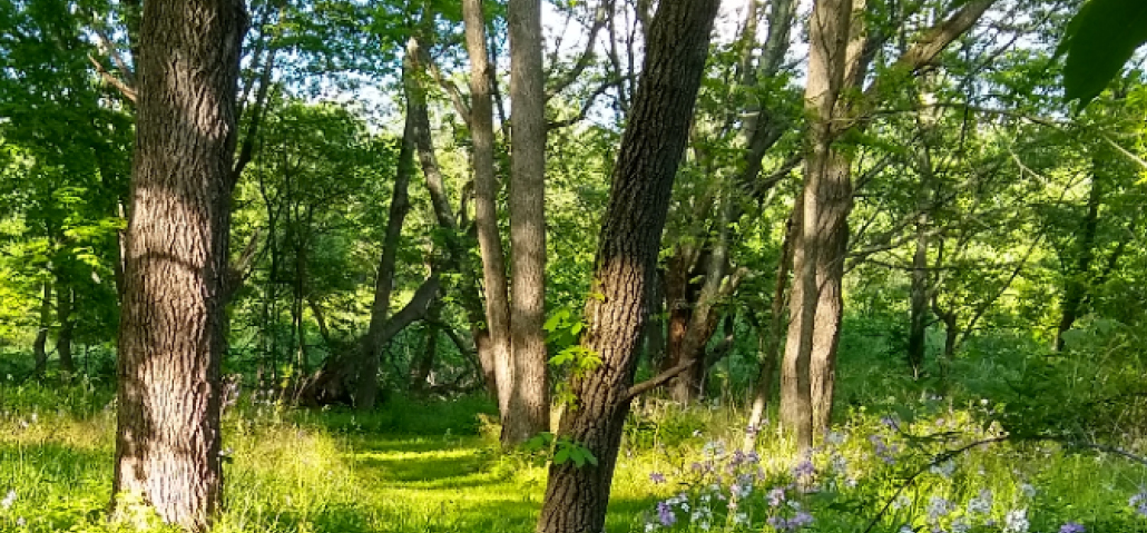 Main-trees
